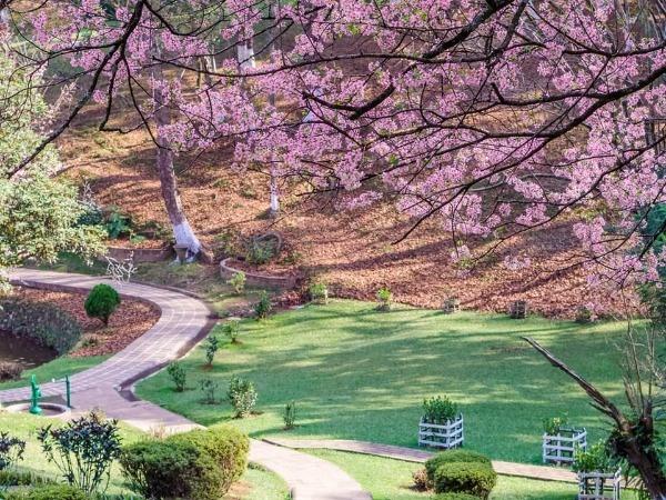 Shillong Cherry Blossom Festival Is Back & We're Super Excited!