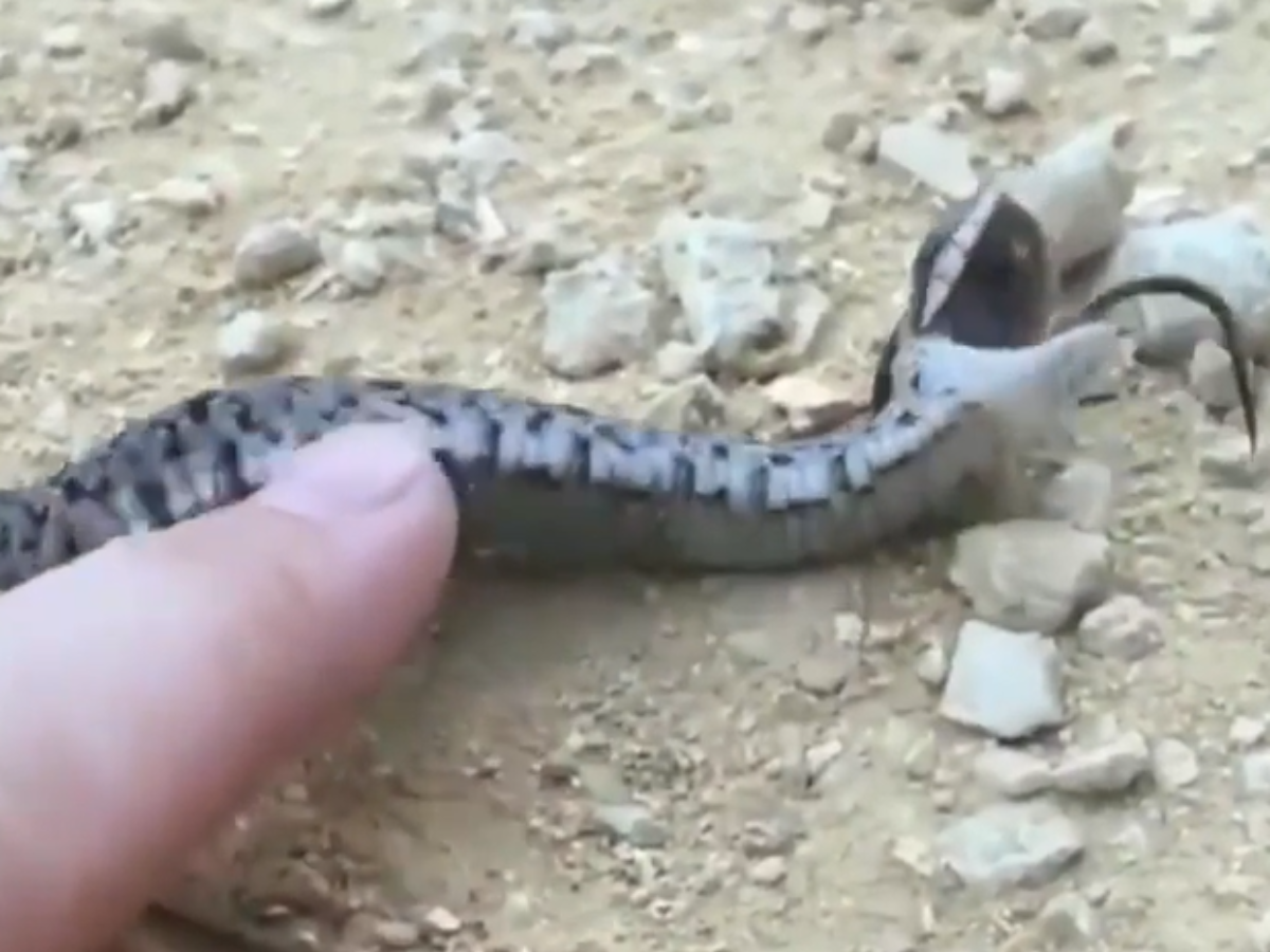 When a baby snake plays dead 🤣 #fyp #babysnake #hognose