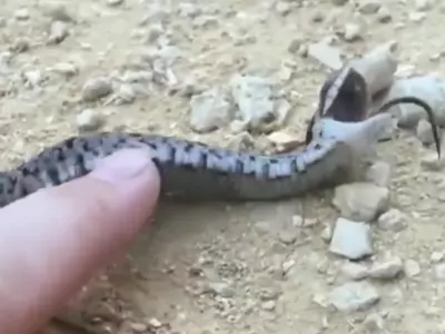 Snake Fakes Death