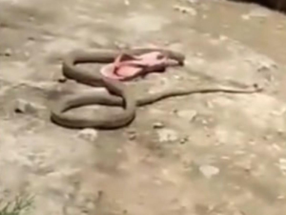 Watch: Snake slithers up chair, onto man's lap while eating at