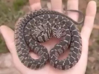 Egg Eating Snake Viral Video