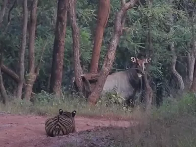 Nilgai And Tiger Play Hide And Seek