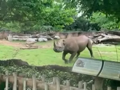 Rhino Jumps In Joy