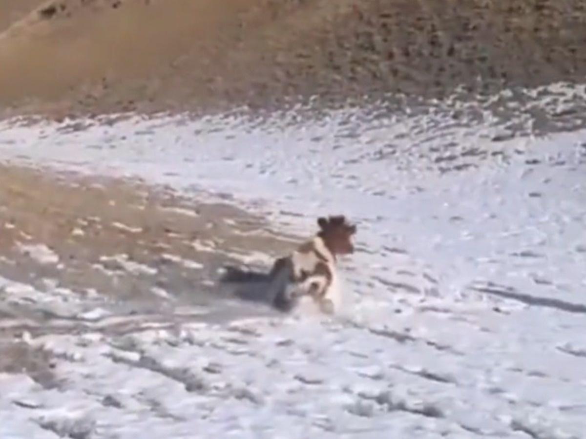 Cow Snow Sliding: Watch: Cow sliding down snowy hill amuses internet - The  Economic Times