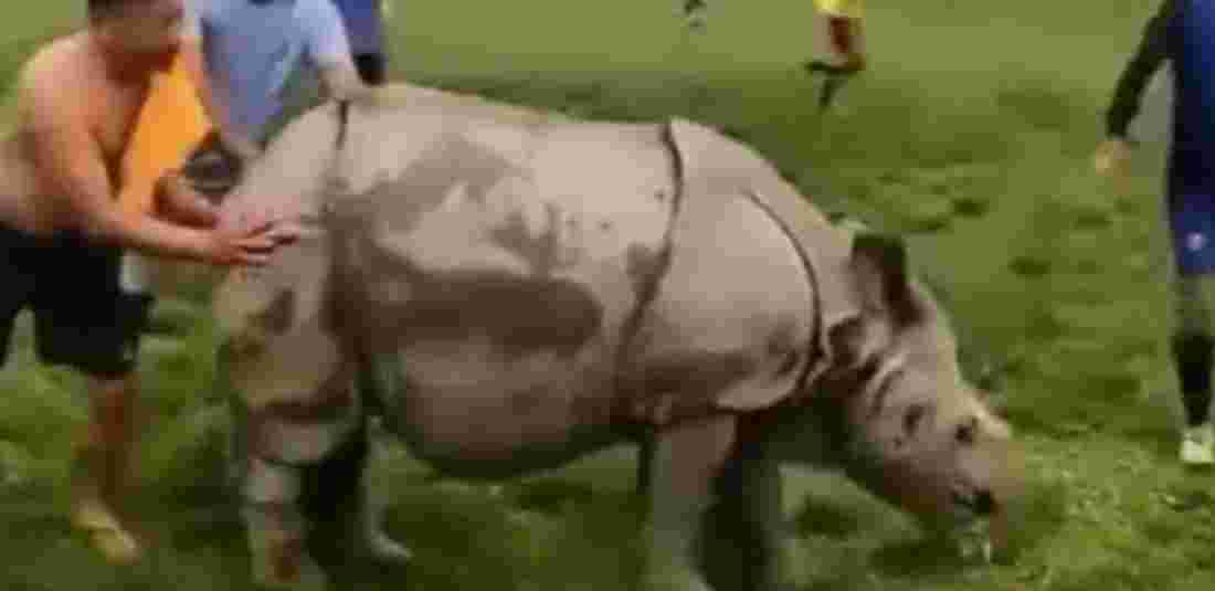 Rhino Interrupts Football Game