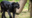 Two Black Panthers Spotted in Ooty अद्भुत नज़ारा: ऊटी में नज़र आए एकसाथ दो 'बघीरा', वीडियो वायरल है 