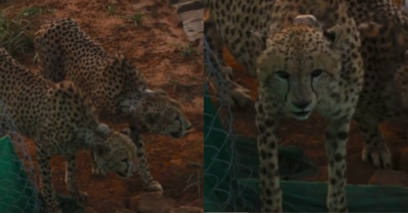 Two Cheetahs At Kuno Make Their 1st Kill Within 24 Hours Of Being ...