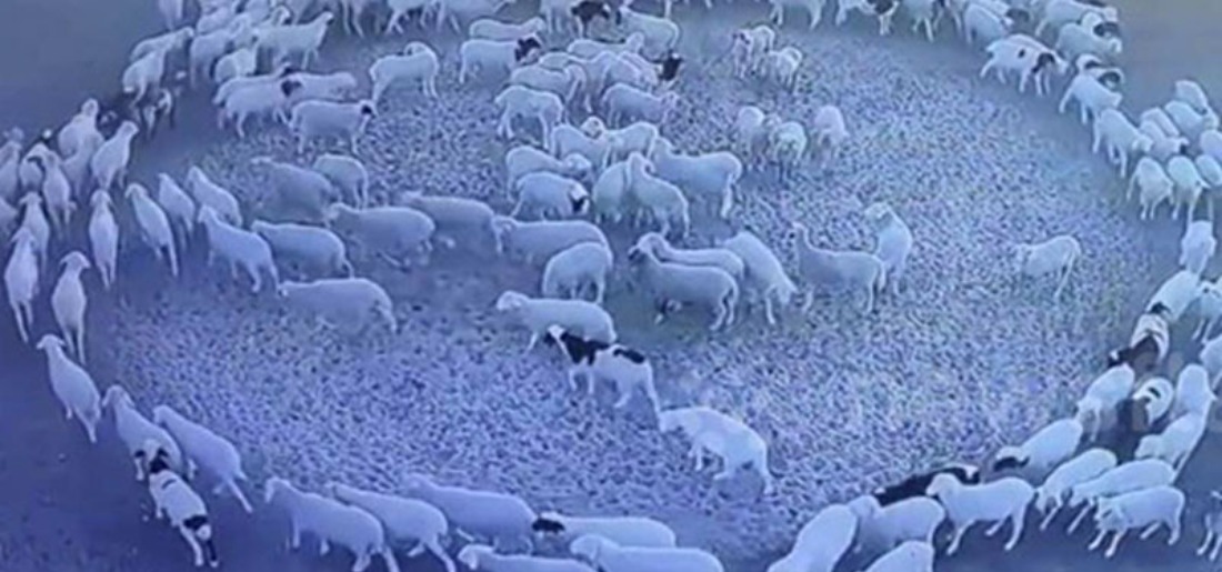 watch-mysterious-video-shows-a-large-flock-of-sheep-that-has-been