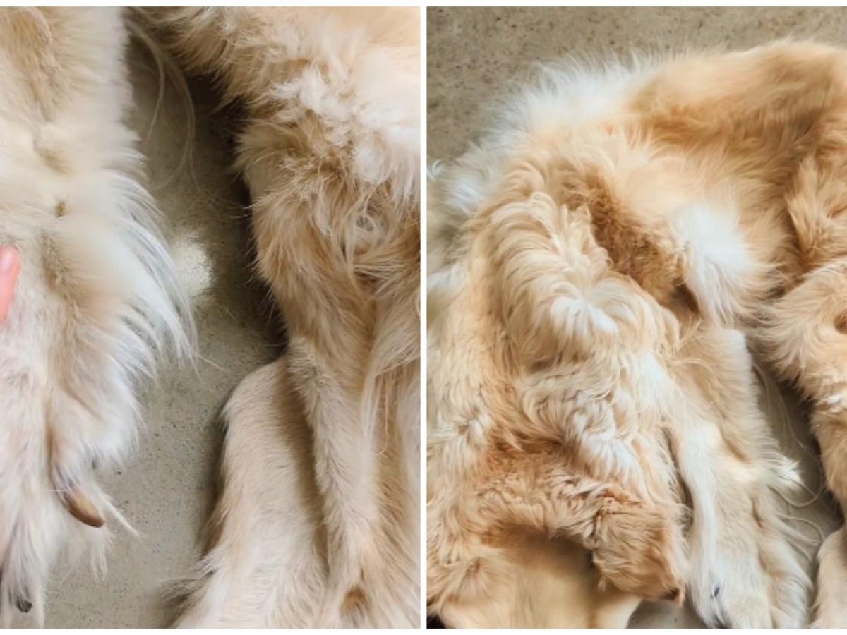 Family turns beloved dead golden retriever into rug