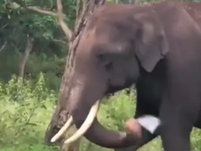 Elephant Chewing Plastic viral video 