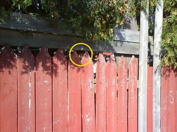 The cat is actually perfectly sandwiched between the tops of two slacks of wood in the middle of the red fence. The cat is actually perfectly sandwiched between the tops of two slacks of wood in the middle of the red fence.