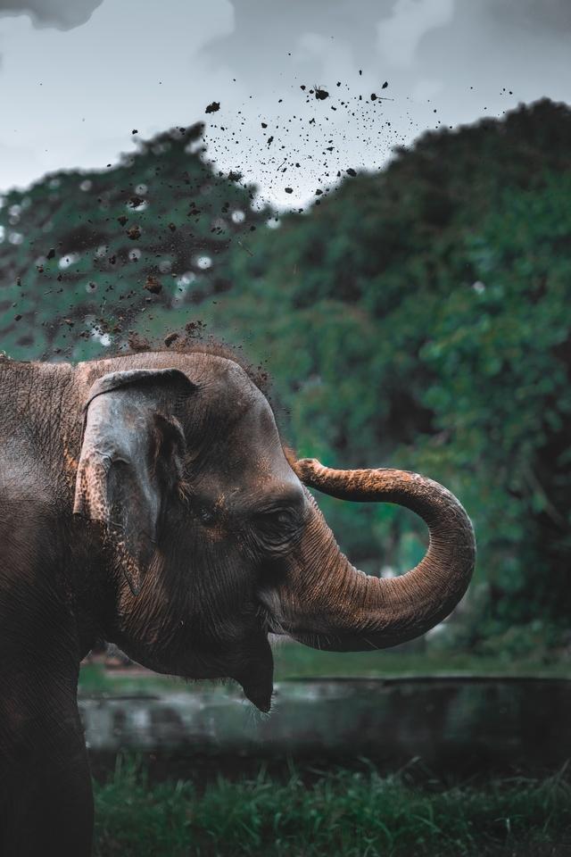 Video Of Elephant Playing With Reporter Goes Viral Video Of Elephant Playing With Reporter Goes Viral