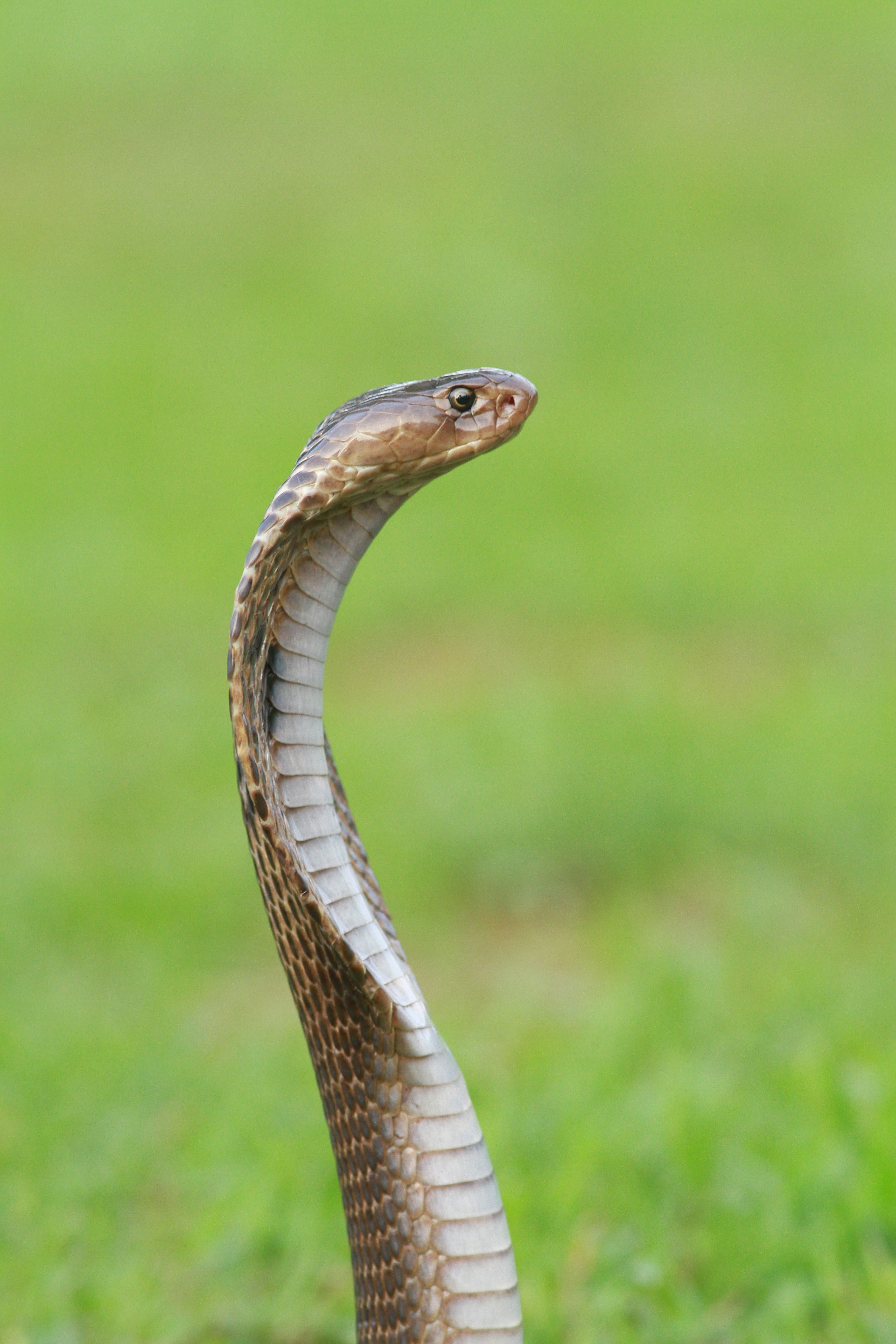 Eastern Hognose Snake Deserves An Oscar For Death Performance Of A