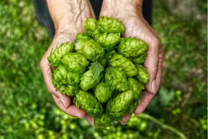 At Rs 85,000 A Kilogram, This Vegetable Is The Most Expensive In The World