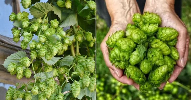 at-rs-85-000-a-kilogram-this-vegetable-is-the-most-expensive-in-the-world