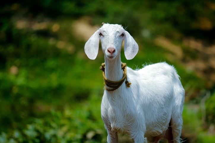 Goat With Human Face