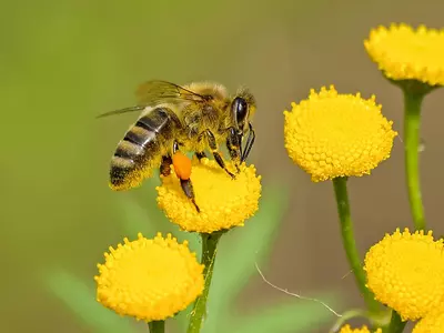 Honeybee Lifespans Now 50% Shorter Than They Were 50 Years Ago