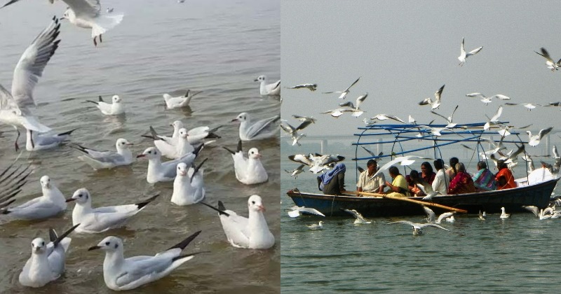 A Beautiful Spectacle! Huge Flock Of Migratory Siberian Birds Seen At