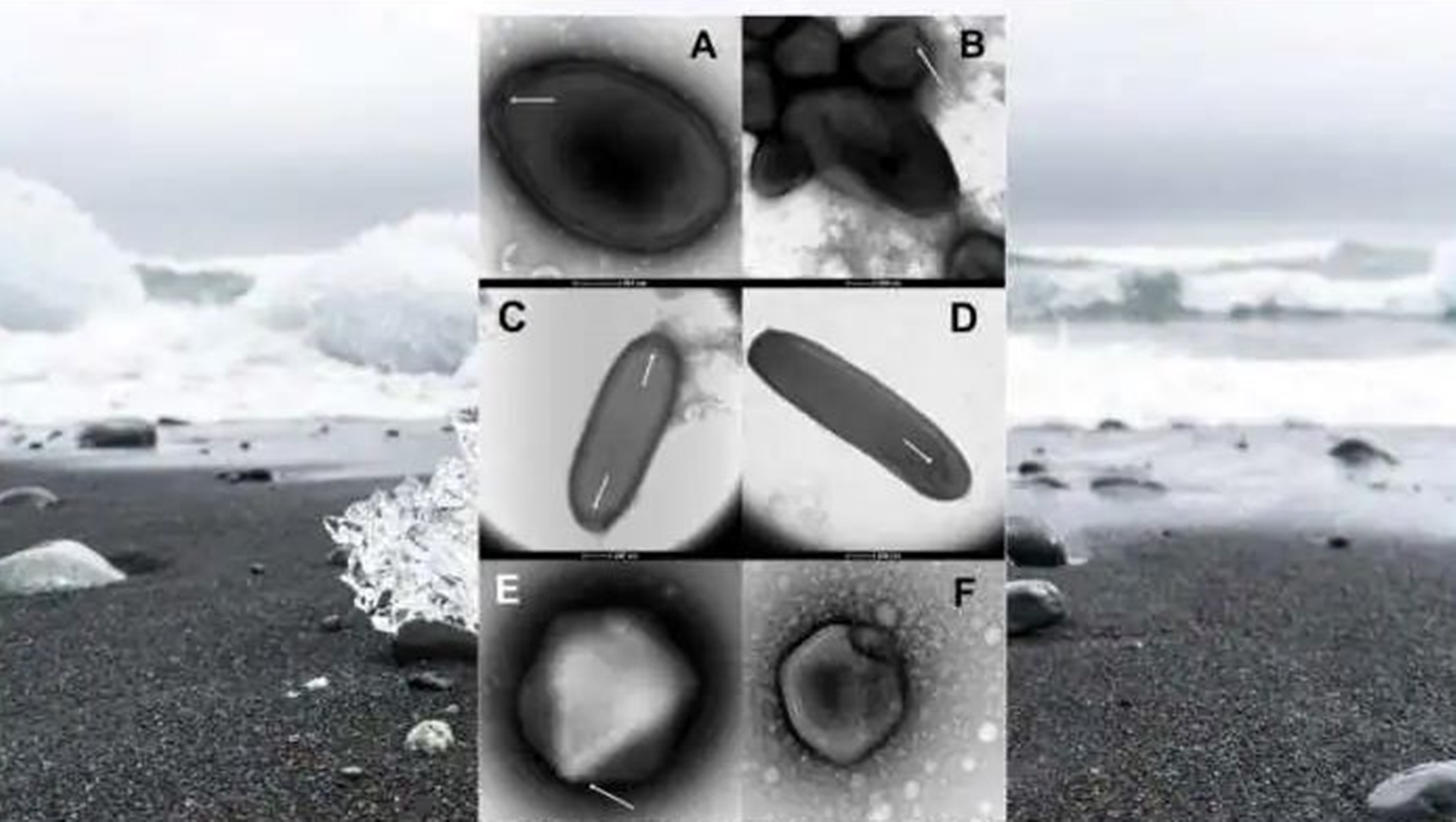 Baba Vanga Predicted Discovery Of Frozen Virus In 2022, Now A 48,500-Year-Old Zombie Virus Has Been Revived In Russia