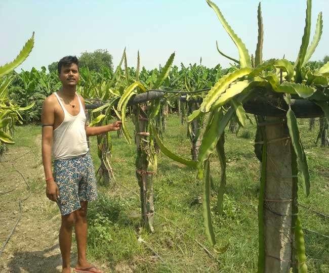 dragon fruit Farming 