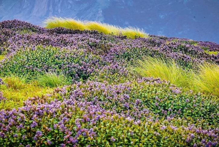 Neelakurinji 