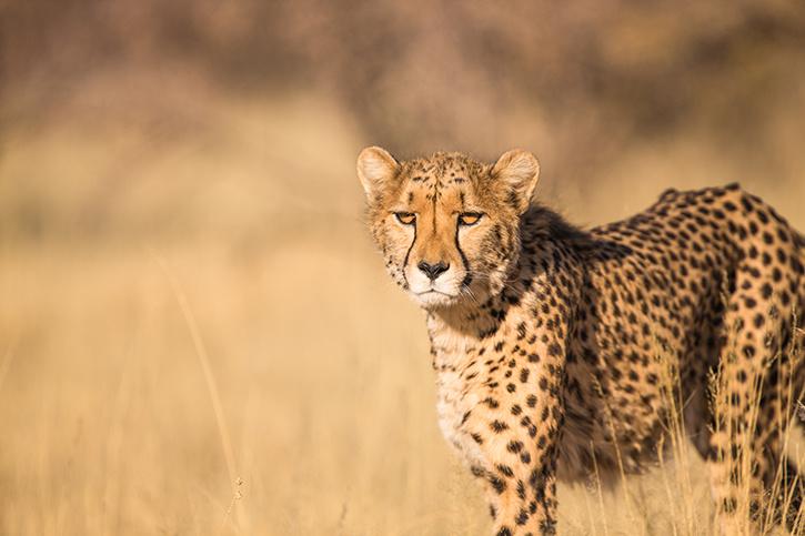 Cheetah