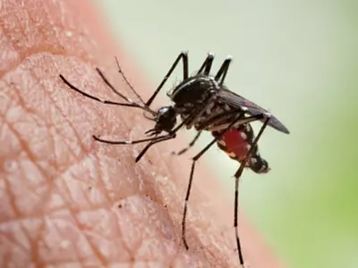 Your Body's Smell Could Be Attracting Mosquitoes To Bite You, Finds Study