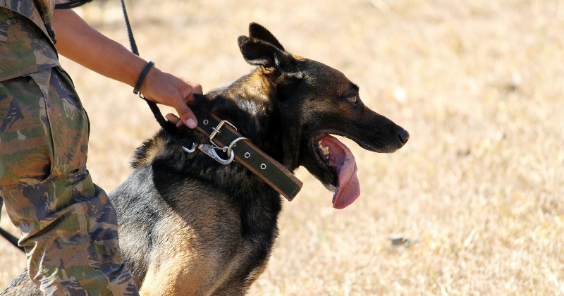 Military Working Dogs Train for CBRN Exposure in Kuwait  US Central  Command  News Article View