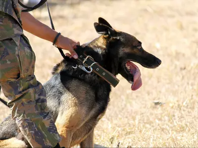 Army dogs await adoption