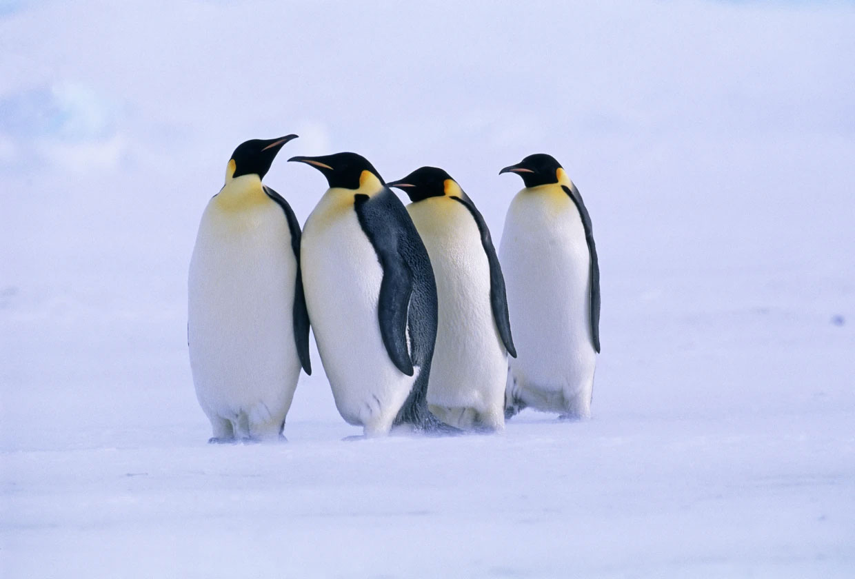 Explained Why Antarctica's Emperor Penguin Will Receive Endangered