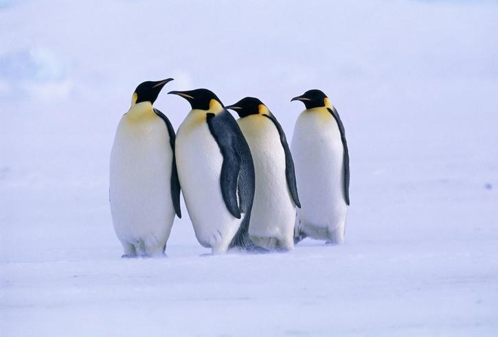 Explained: Why Antarctica's Emperor Penguin Will Receive Endangered ...