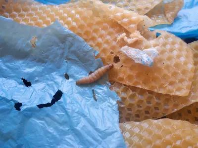 Wax Worms Digest Plastic