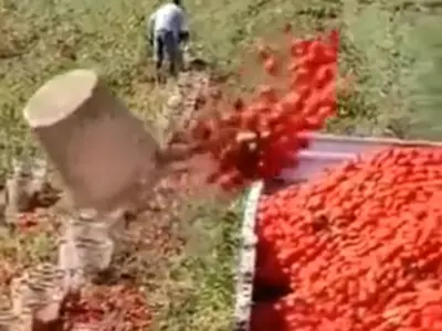 Farmer Flipping Tomatoes