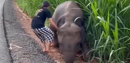 Girl Helps Baby Elephant In Viral Video
