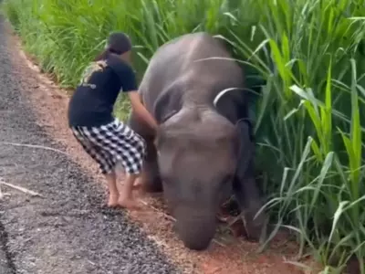 Girl Saves Baby Elephant