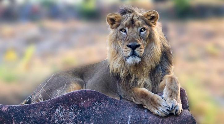 national zoological park Delhi 