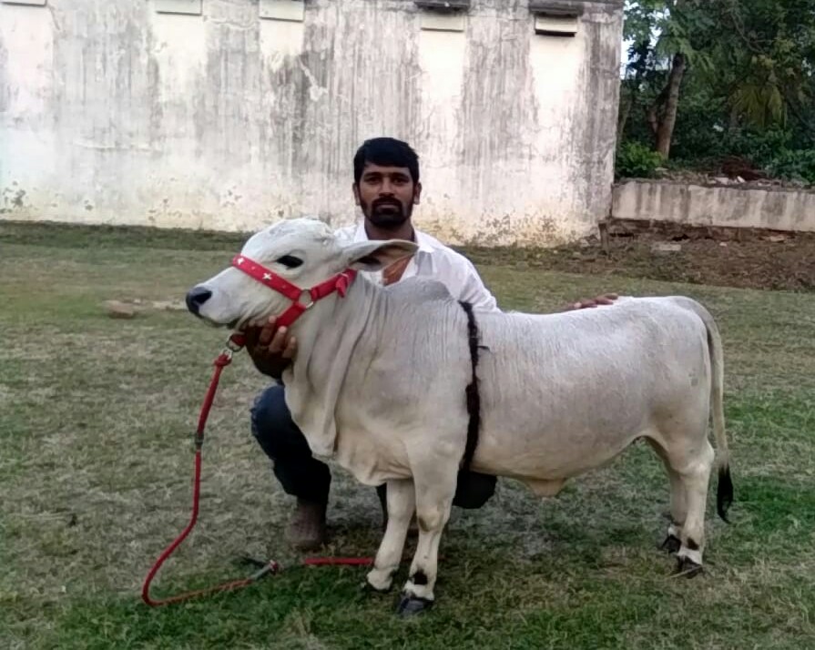 Once On The Brink Of Extinction, Punganur Dwarf, An Indigenous Cow Is
