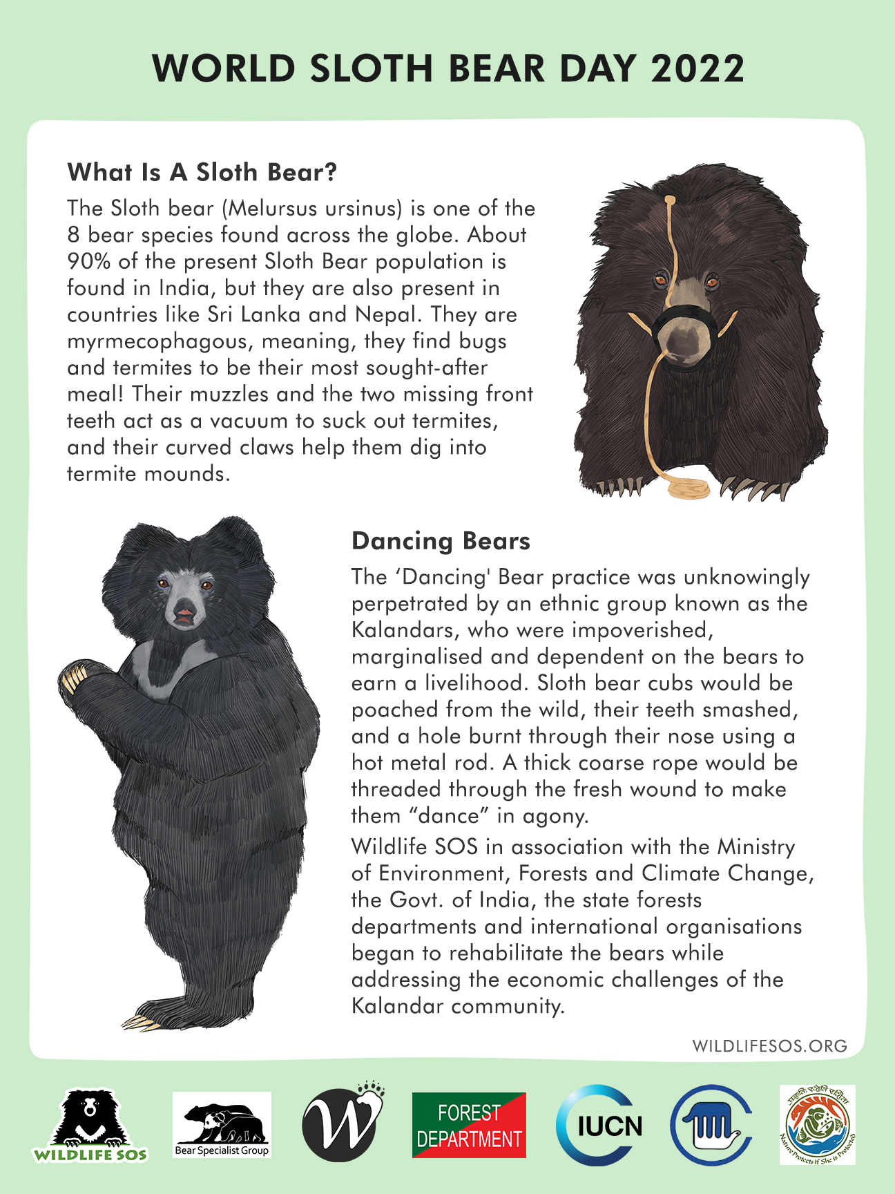 World Sloth Bear Day: How Conservation Of The Rare Indian Bear Received