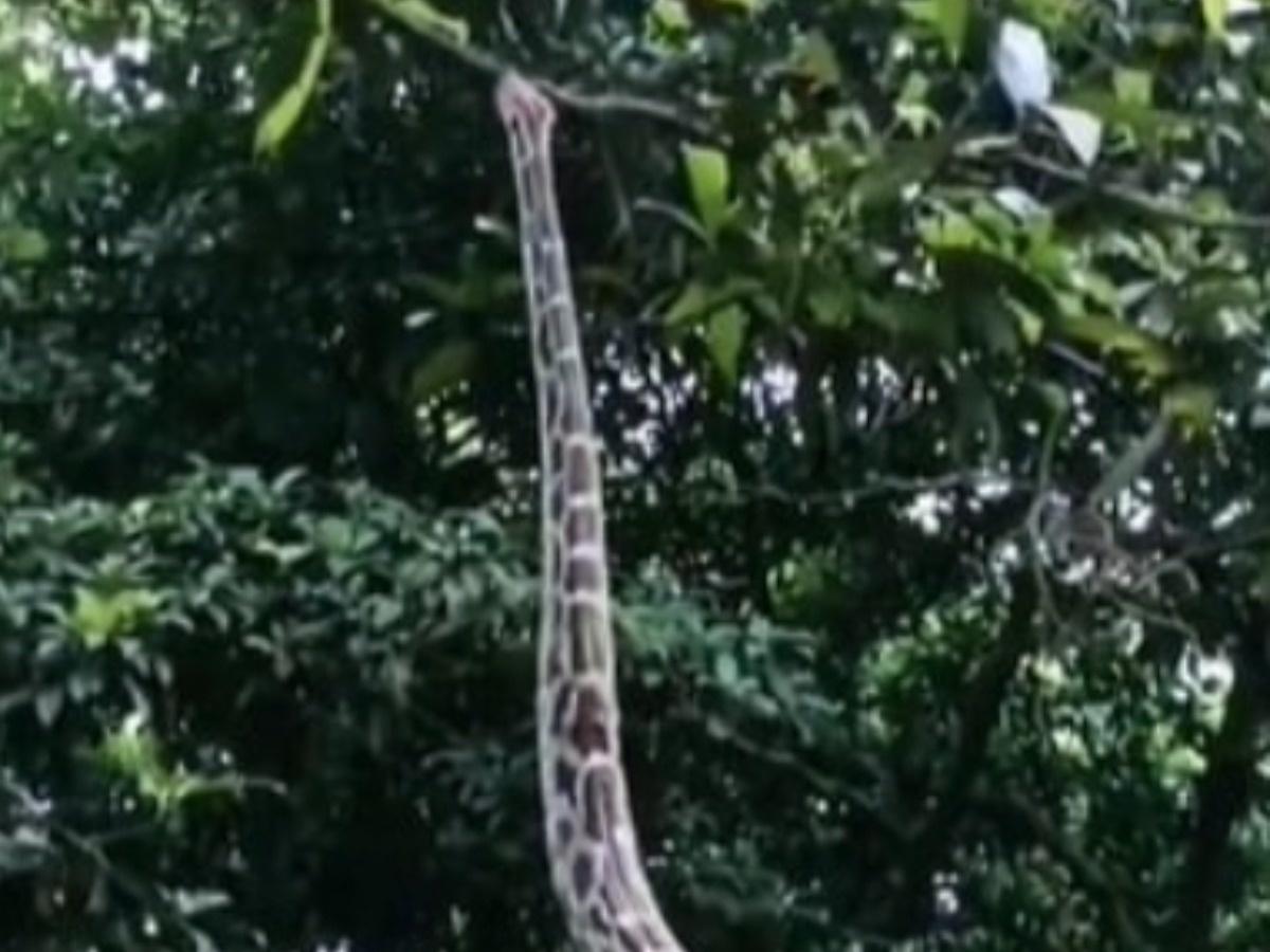 Watch: Hair-Raising Moment When a Snake Stood Upright, Internet