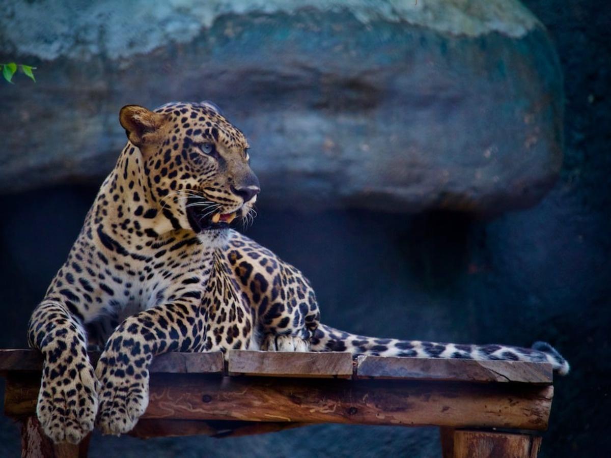 Human-Animal Conflict: Panic Among People As Kashmir Sees Wild Cat Attacks Human-Animal Conflict: Panic Among People As Kashmir Sees Wild Cat Attacks