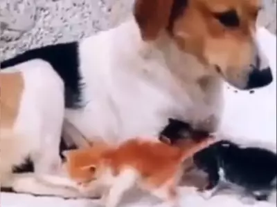 dog mothers kittens