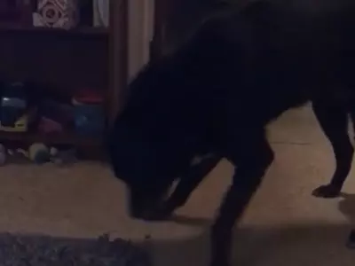 A 'Ghost' Sweeps A Dog Across The Floor
