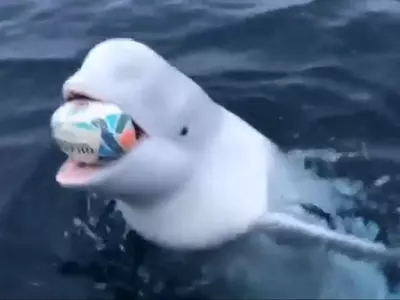 Beluga Whale Seen Playing Fetch
