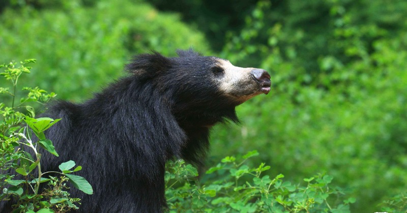 World Sloth Bear Day: How Conservation Of The Rare Indian Bear Received