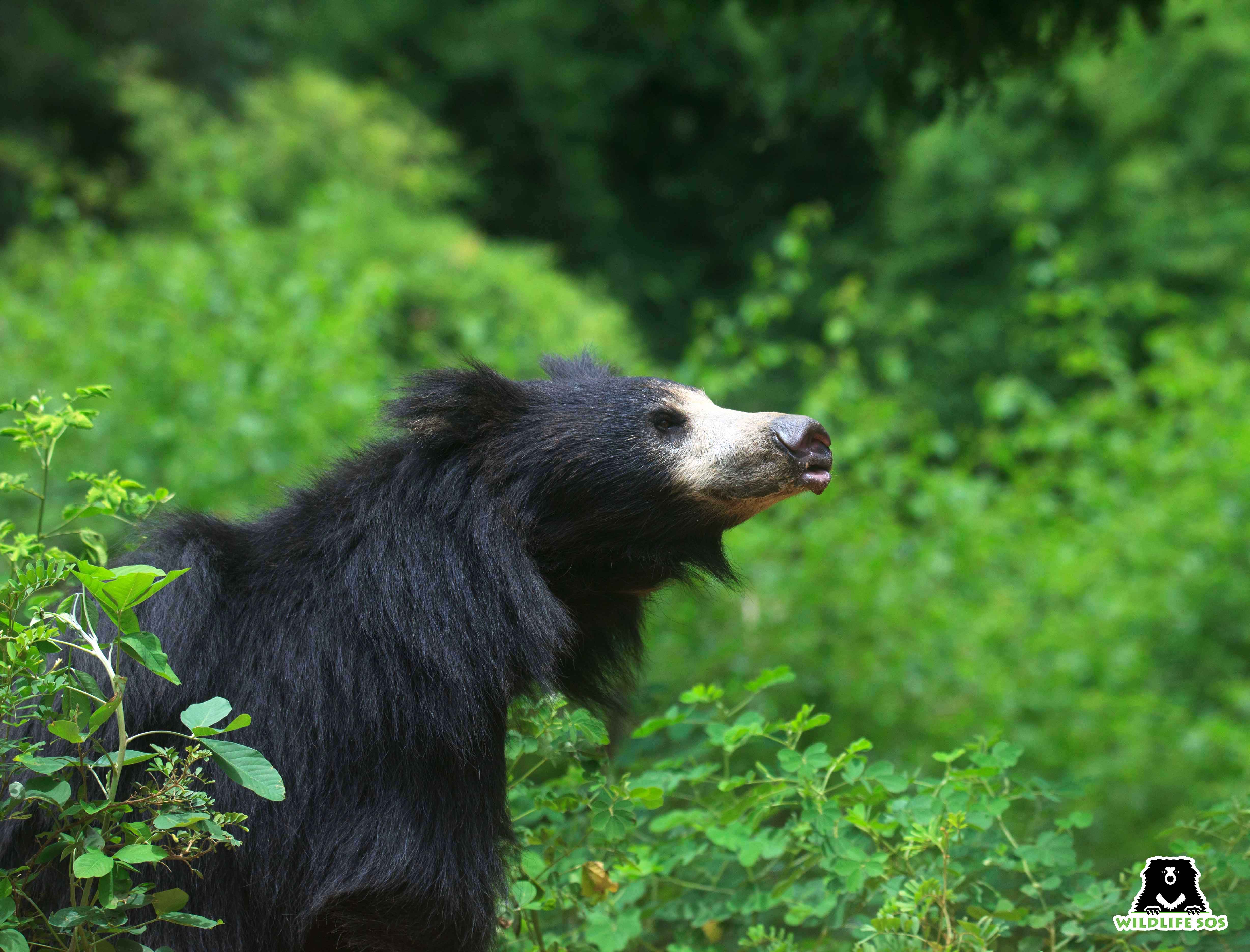World Sloth Bear Day: How Conservation Of The Rare Indian Bear Received