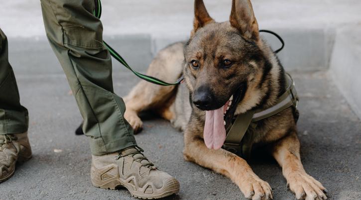 army assault dog zoom continued fighting despite two gunshots