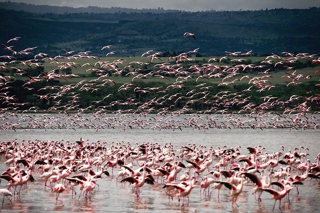 chilika lake