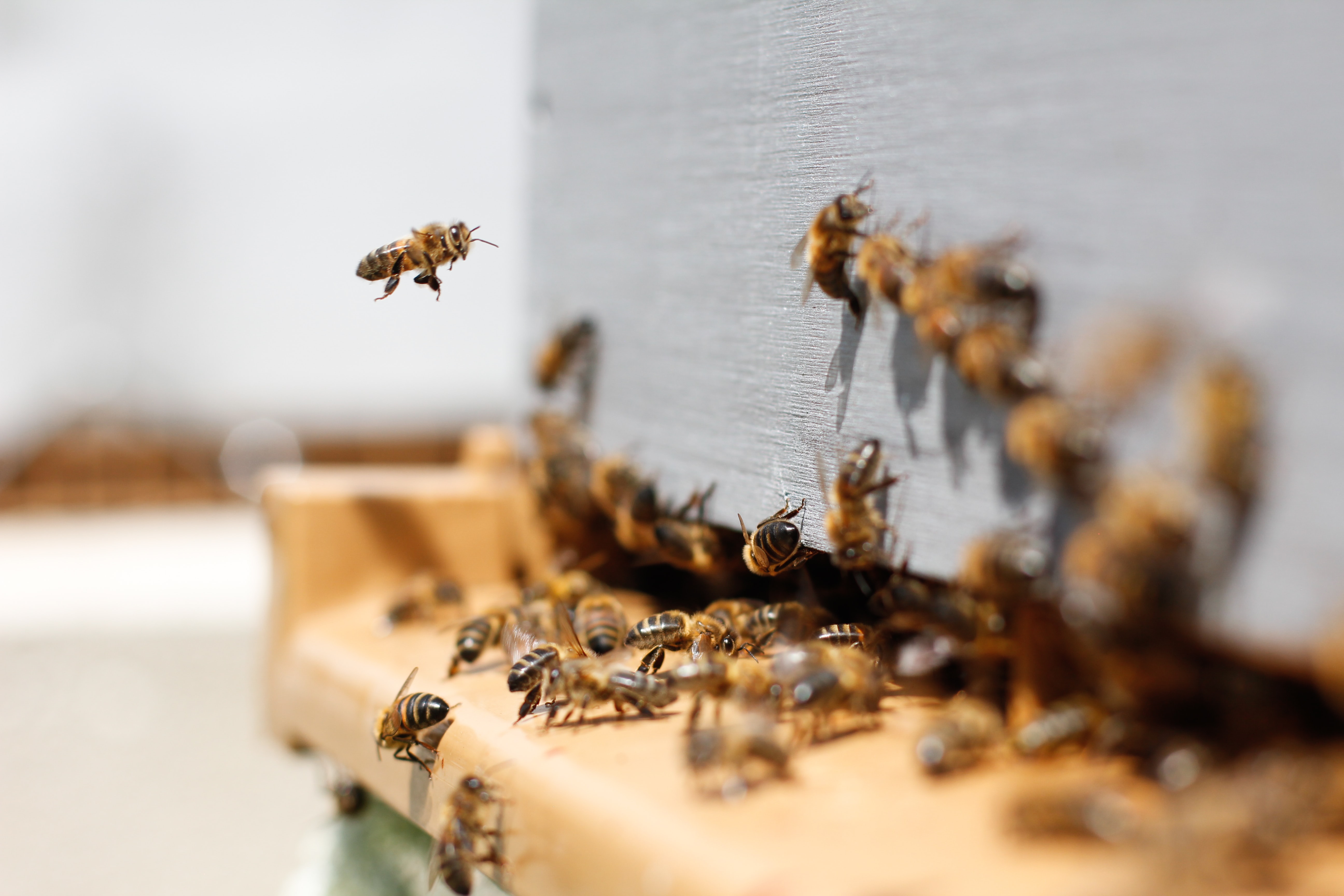 Honeybee Swarms Can Produce as Much Electric Charge as a Storm Cloud, Smart News