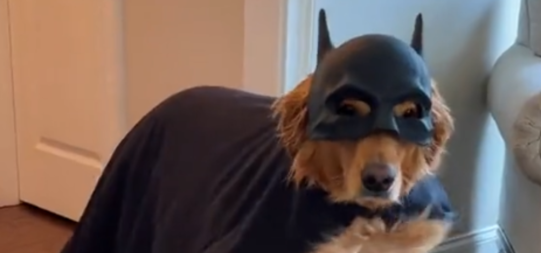 dog dressed up as batman