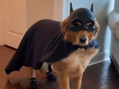dog dressed as bat 